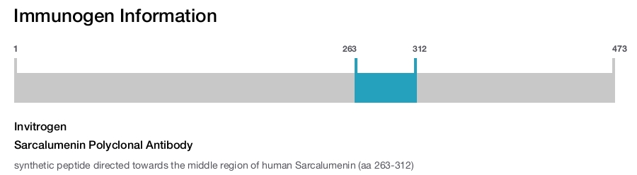 Sarcalumenin Polyclonal Antibody