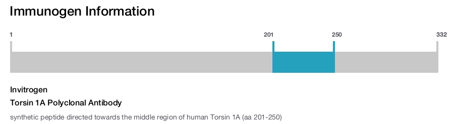 Torsin 1A Polyclonal Antibody