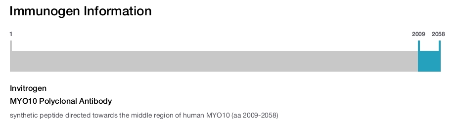 MYO10 Polyclonal Antibody