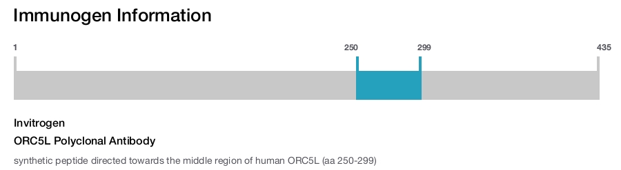 ORC5L Polyclonal Antibody