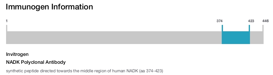 NADK Polyclonal Antibody