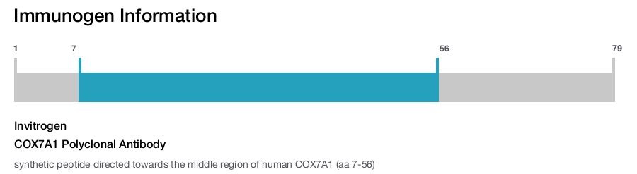 COX7A1 Polyclonal Antibody