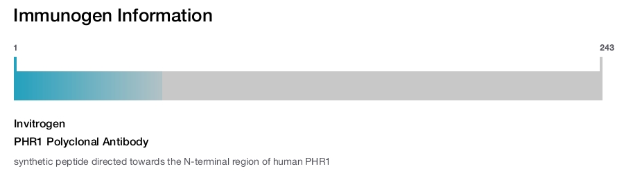 PHR1 Polyclonal Antibody