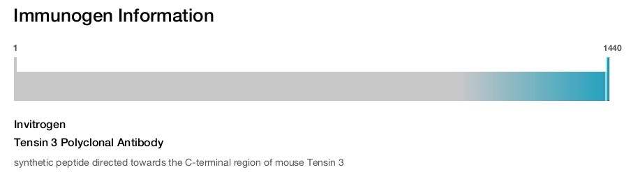 Tensin 3 Polyclonal Antibody