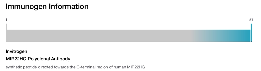 MIR22HG Polyclonal Antibody
