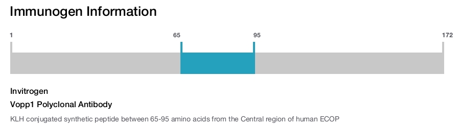 Vopp1 Polyclonal Antibody
