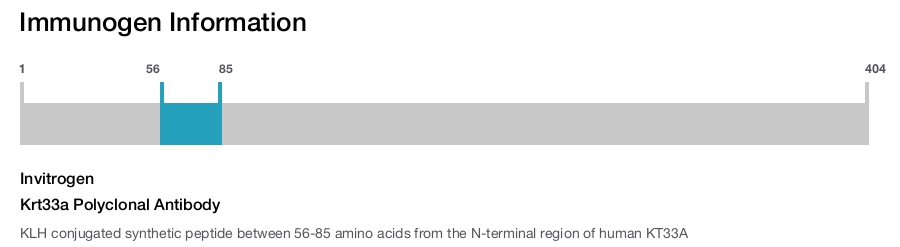 Krt33a Polyclonal Antibody