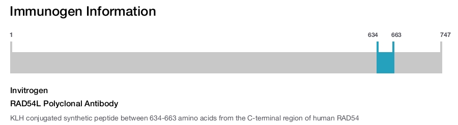 RAD54L Polyclonal Antibody
