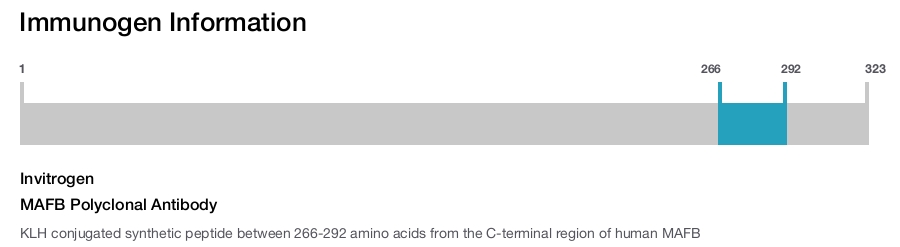 MAFB Polyclonal Antibody
