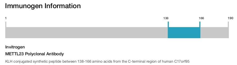 METTL23 Polyclonal Antibody