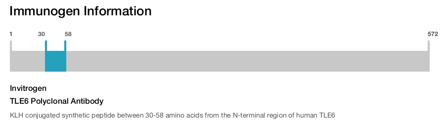 TLE6 Polyclonal Antibody