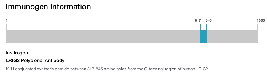 LRIG2 Polyclonal Antibody