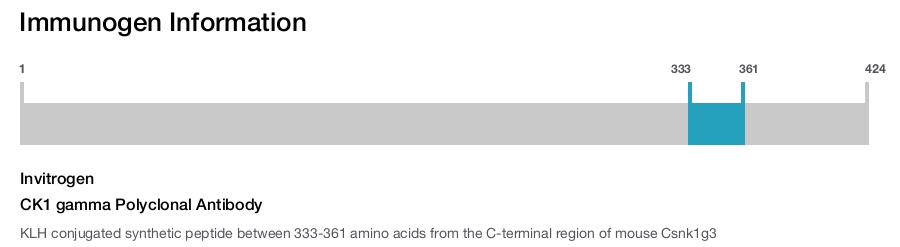 CK1 gamma Polyclonal Antibody