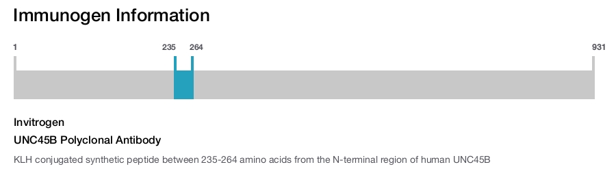 UNC45B Polyclonal Antibody