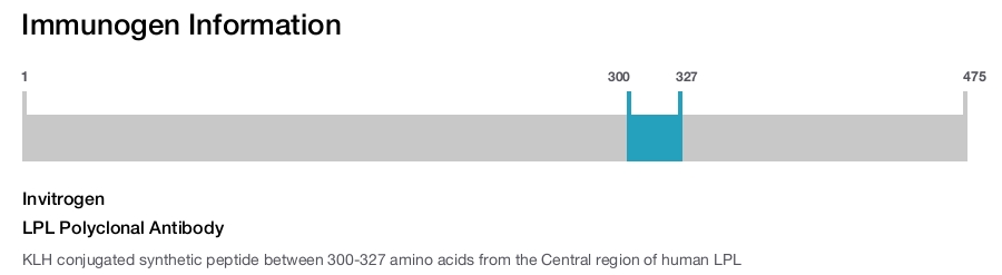 LPL Polyclonal Antibody