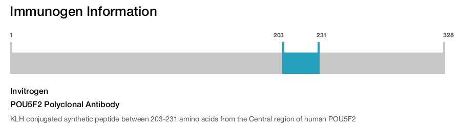 POU5F2 Polyclonal Antibody