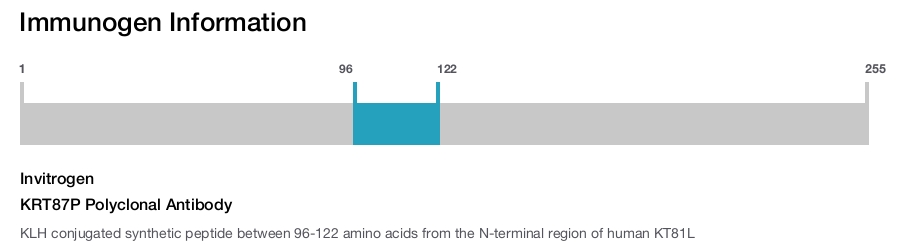 KRT87P Polyclonal Antibody