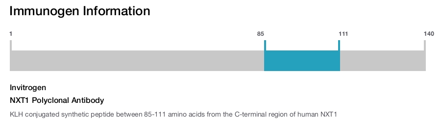 NXT1 Polyclonal Antibody