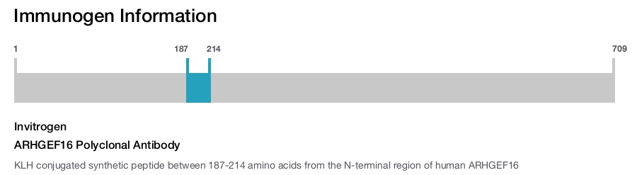 ARHGEF16 Polyclonal Antibody