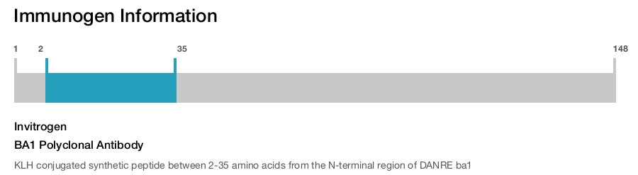 BA1 Polyclonal Antibody
