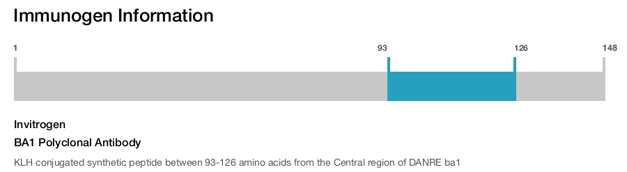 BA1 Polyclonal Antibody