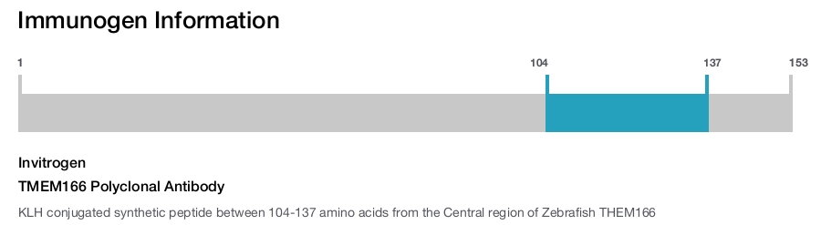 TMEM166 Polyclonal Antibody