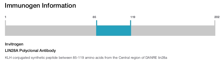 LIN28A Polyclonal Antibody