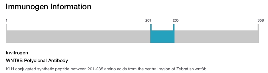 WNT8B Polyclonal Antibody