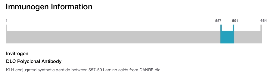 DLC Polyclonal Antibody