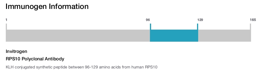 RPS10 Polyclonal Antibody