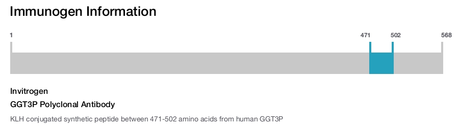 GGT3P Polyclonal Antibody