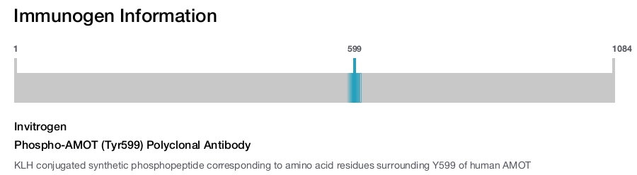 Phospho-AMOT (Tyr599) Polyclonal Antibody