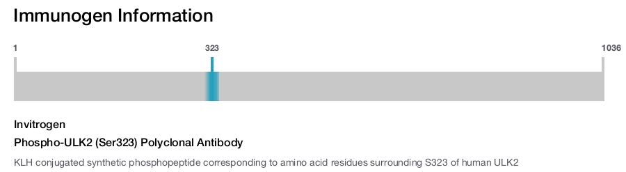 Phospho-ULK2 (Ser323) Polyclonal Antibody