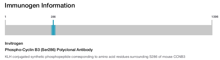 Phospho-Cyclin B3 (Ser286) Polyclonal Antibody