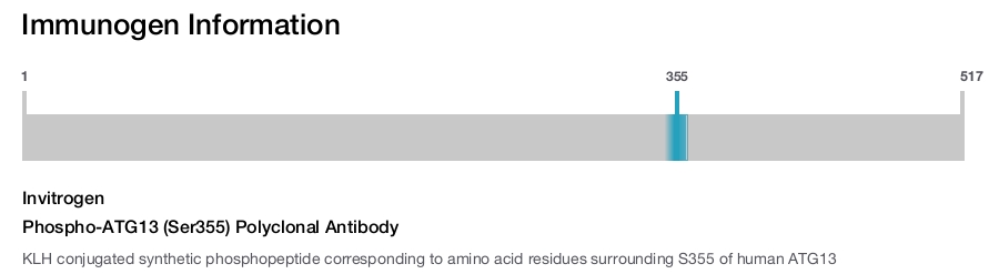 Phospho-ATG13 (Ser355) Polyclonal Antibody