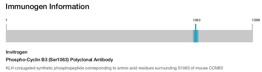 Phospho-Cyclin B3 (Ser1063) Polyclonal Antibody
