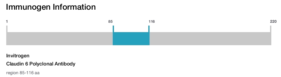 Claudin 6 Polyclonal Antibody