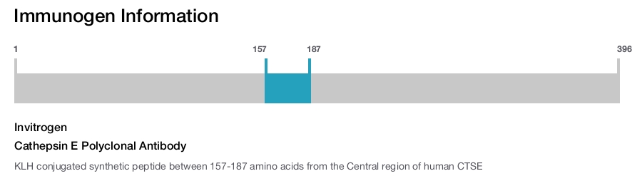 Cathepsin E Polyclonal Antibody