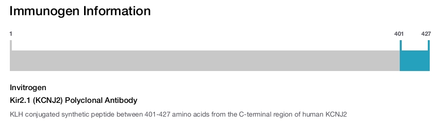 Kir2.1 (KCNJ2) Polyclonal Antibody