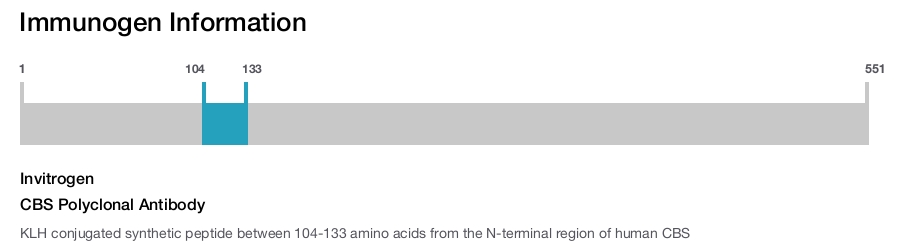 CBS Polyclonal Antibody