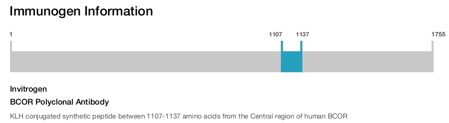 BCOR Polyclonal Antibody