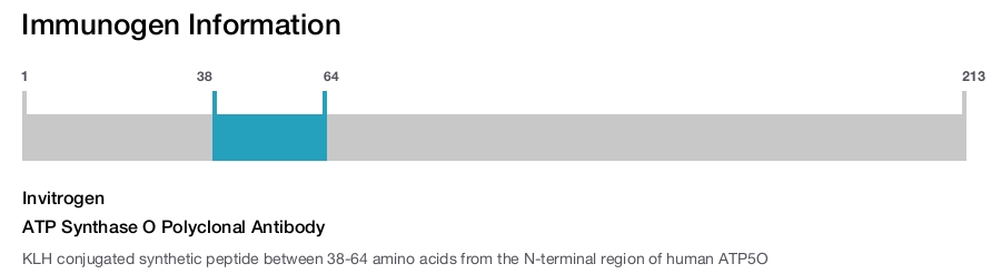 ATP Synthase O Polyclonal Antibody