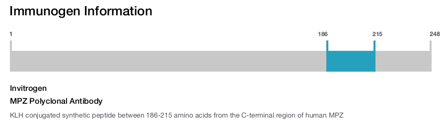 MPZ Polyclonal Antibody