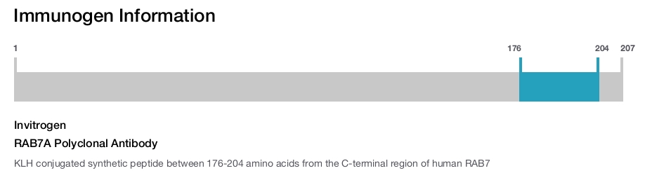 RAB7A Polyclonal Antibody