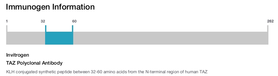 TAZ Polyclonal Antibody