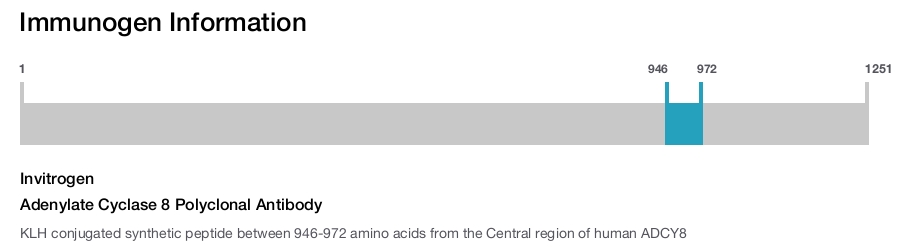 Adenylate Cyclase 8 Polyclonal Antibody