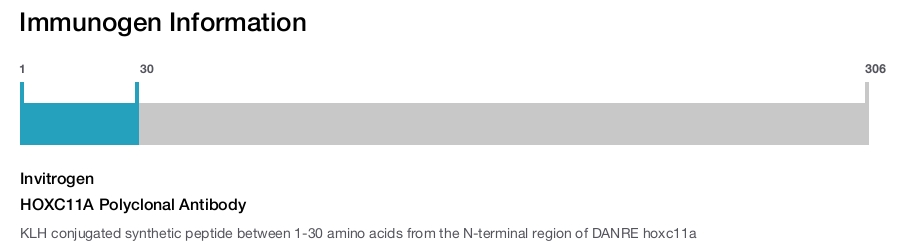 HOXC11A Polyclonal Antibody