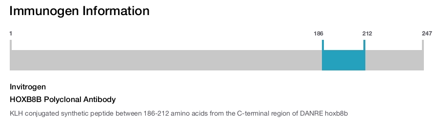 HOXB8B Polyclonal Antibody