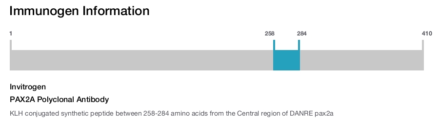 PAX2A Polyclonal Antibody