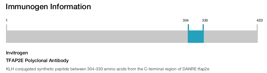 TFAP2E Polyclonal Antibody